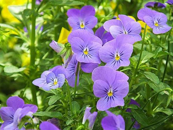 角堇真的玩出花,花型精致可爱,家养一盆收获一片“春光” 角堇真的玩出花,花型精致可爱,家养一盆收获一片“春光”