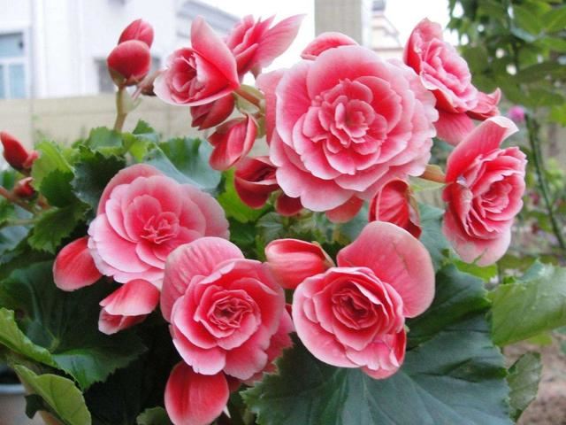 “花中贵族”丽格海棠,爱花的人不要错过,养在家里有春的感觉 “花中贵族”丽格海棠,爱花的人不要错过,养在家里有春的感觉