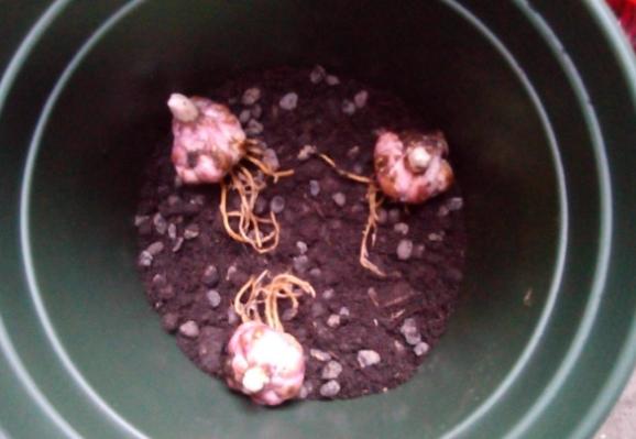 窗台种一丛百合，从种植到开花，只用了2个月时间！