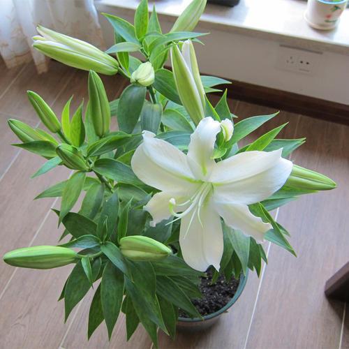 百合花要有“好种球”，埋在盆里发芽生根，开春就有繁花