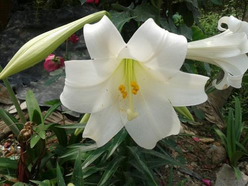百合花要有“好种球”，埋在盆里发芽生根，开春就有繁花