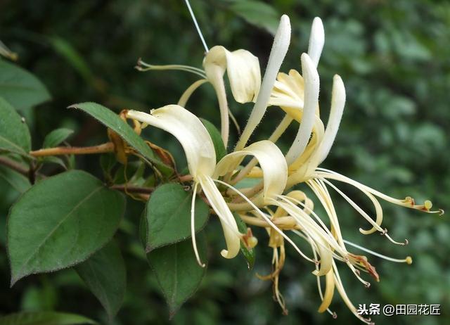 金银花，花量稀少，繁殖成活率低？掌握这些，轻松成活，花量爆盆