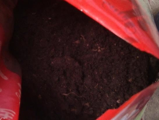 窗台种一丛百合，从种植到开花，只用了2个月时间！