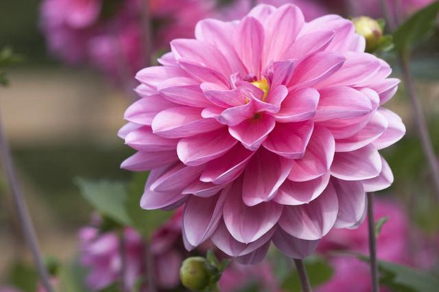 春暖花开来养花，大丽花这样养，颜色鲜艳花量大