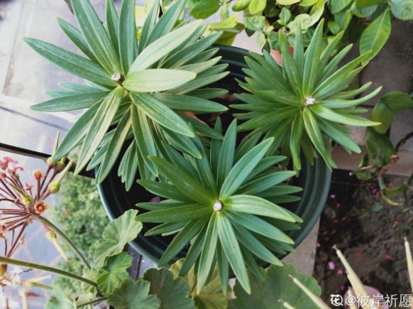 窗台种一丛百合，从种植到开花，只用了2个月时间！