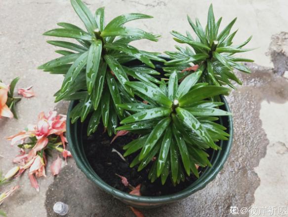 窗台种一丛百合，从种植到开花，只用了2个月时间！