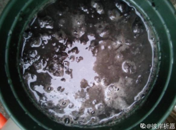 窗台种一丛百合，从种植到开花，只用了2个月时间！