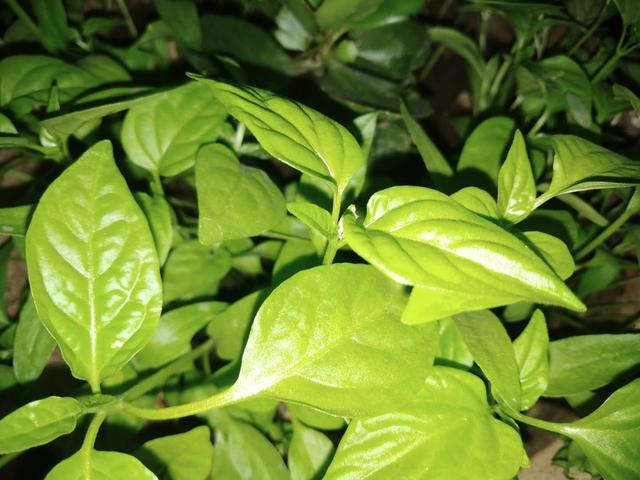 羊角椒产量高、口感佳，学会盆栽育苗6步骤，够吃1个夏季