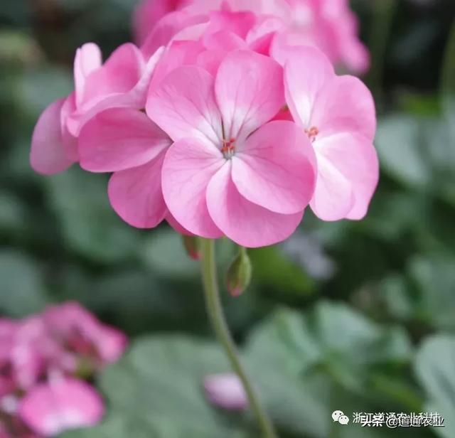 天竺葵扦插难、成活率低？注意这几点，生根快开花又大又艳