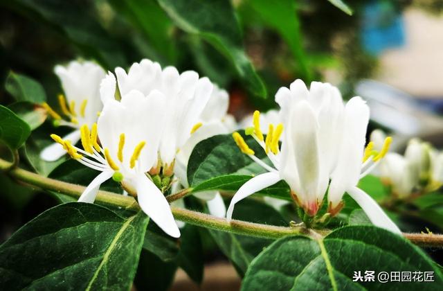 金银花，花量稀少，繁殖成活率低？掌握这些，轻松成活，花量爆盆