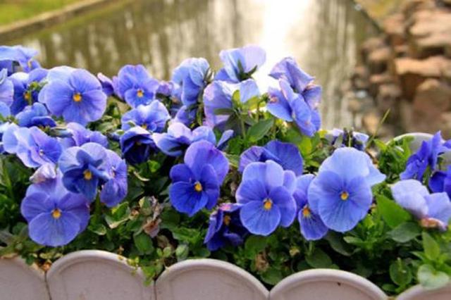 角堇真的玩出花,花型精致可爱,家养一盆收获一片“春光” 角堇真的玩出花,花型精致可爱,家养一盆收获一片“春光”