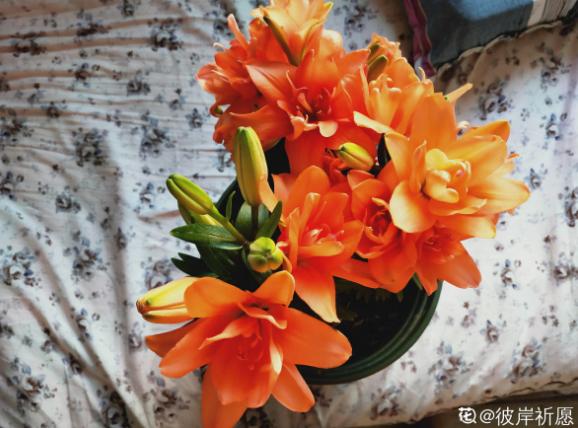 窗台种一丛百合，从种植到开花，只用了2个月时间！