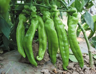 羊角椒产量高、口感佳，学会盆栽育苗6步骤，够吃1个夏季