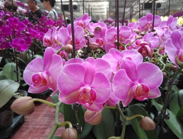 蝴蝶兰只开一季花？做好这几点，一年能开好几茬