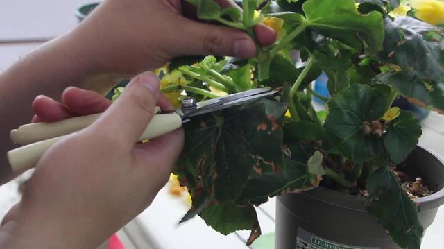 “花中贵族”丽格海棠,爱花的人不要错过,养在家里有春的感觉 “花中贵族”丽格海棠,爱花的人不要错过,养在家里有春的感觉