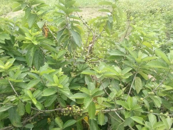 这种植物叫“牛奶树”，汁液似牛奶，果实跟无花果很像，别认错了