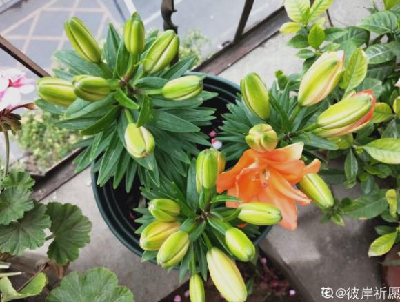 窗台种一丛百合，从种植到开花，只用了2个月时间！