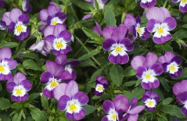 角堇真的玩出花,花型精致可爱,家养一盆收获一片“春光” 角堇真的玩出花,花型精致可爱,家养一盆收获一片“春光”