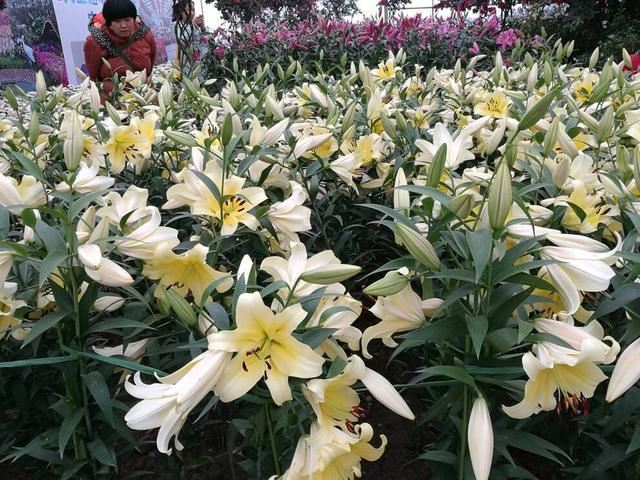 百合花要有“好种球”，埋在盆里发芽生根，开春就有繁花