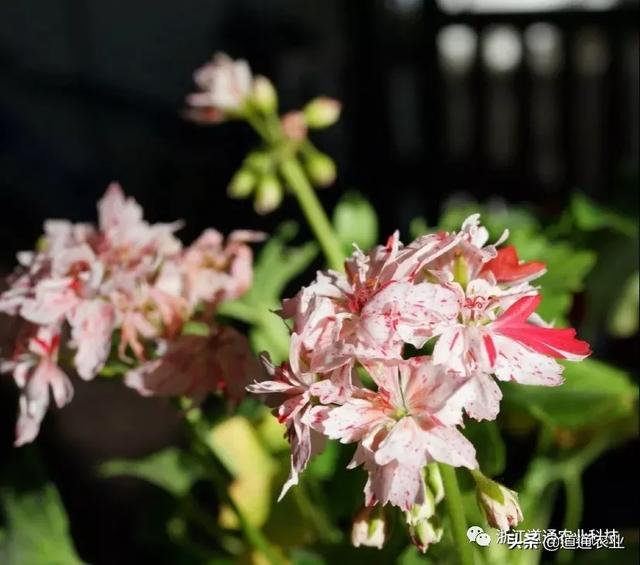 天竺葵扦插难、成活率低？注意这几点，生根快开花又大又艳