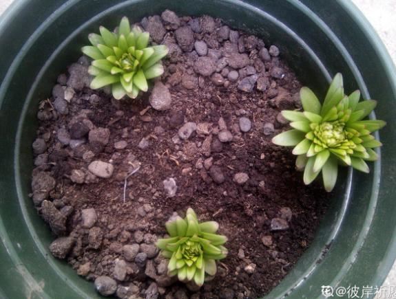 窗台种一丛百合，从种植到开花，只用了2个月时间！