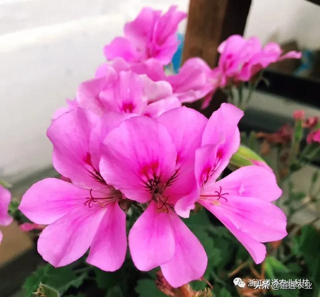 天竺葵扦插难、成活率低？注意这几点，生根快开花又大又艳