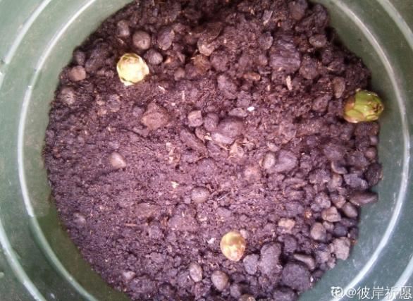 窗台种一丛百合，从种植到开花，只用了2个月时间！