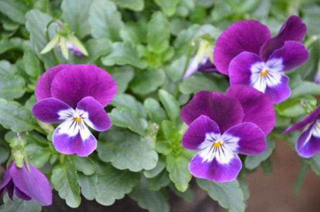 角堇真的玩出花,花型精致可爱,家养一盆收获一片“春光” 角堇真的玩出花,花型精致可爱,家养一盆收获一片“春光”