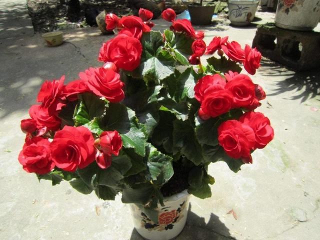 “花中贵族”丽格海棠,爱花的人不要错过,养在家里有春的感觉 “花中贵族”丽格海棠,爱花的人不要错过,养在家里有春的感觉