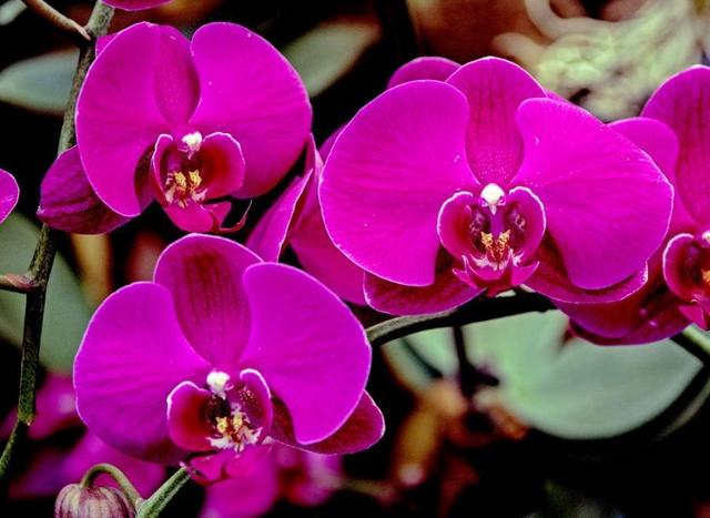 蝴蝶兰只开一季花？做好这几点，一年能开好几茬