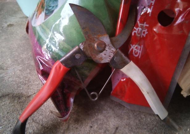 窗台种一丛百合，从种植到开花，只用了2个月时间！