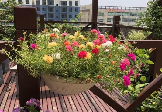 死不了的太阳花，春天别急着买枝条，容易冻死不开花