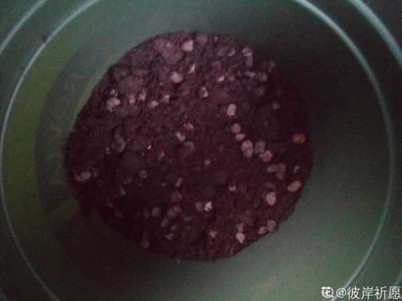 窗台种一丛百合，从种植到开花，只用了2个月时间！