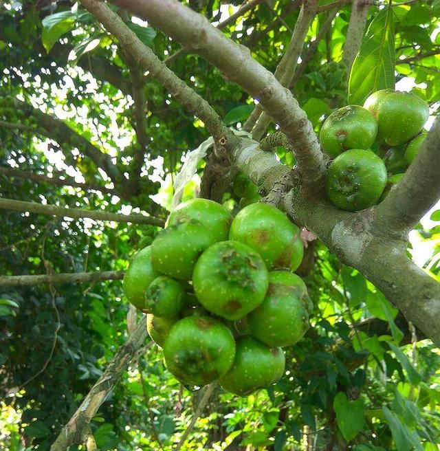 这种植物叫“牛奶树”，汁液似牛奶，果实跟无花果很像，别认错了