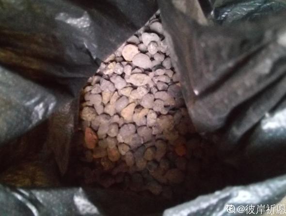 窗台种一丛百合，从种植到开花，只用了2个月时间！