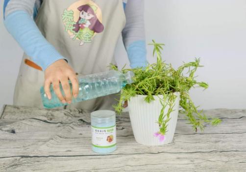 死不了的太阳花，春天别急着买枝条，容易冻死不开花