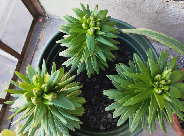 窗台种一丛百合，从种植到开花，只用了2个月时间！