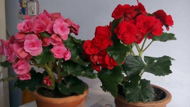 “花中贵族”丽格海棠,爱花的人不要错过,养在家里有春的感觉 “花中贵族”丽格海棠,爱花的人不要错过,养在家里有春的感觉