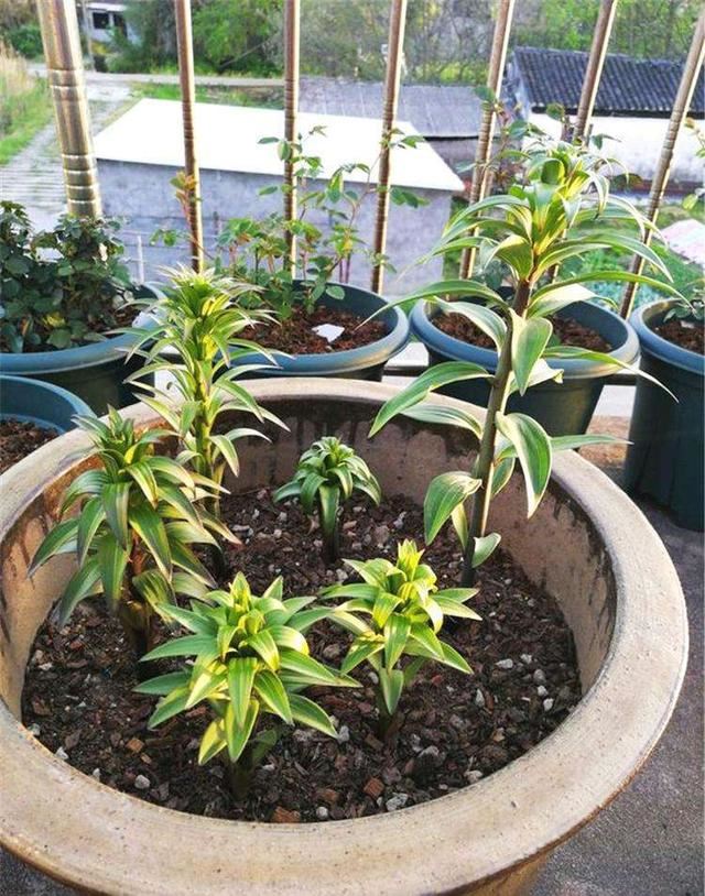 百合花要有“好种球”，埋在盆里发芽生根，开春就有繁花