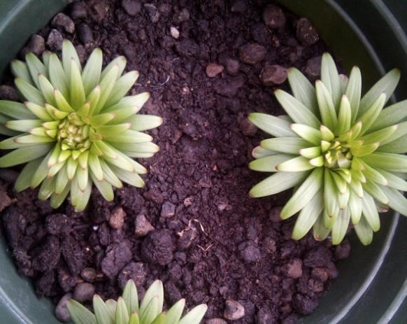 窗台种一丛百合，从种植到开花，只用了2个月时间！