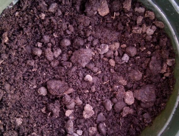 窗台种一丛百合，从种植到开花，只用了2个月时间！