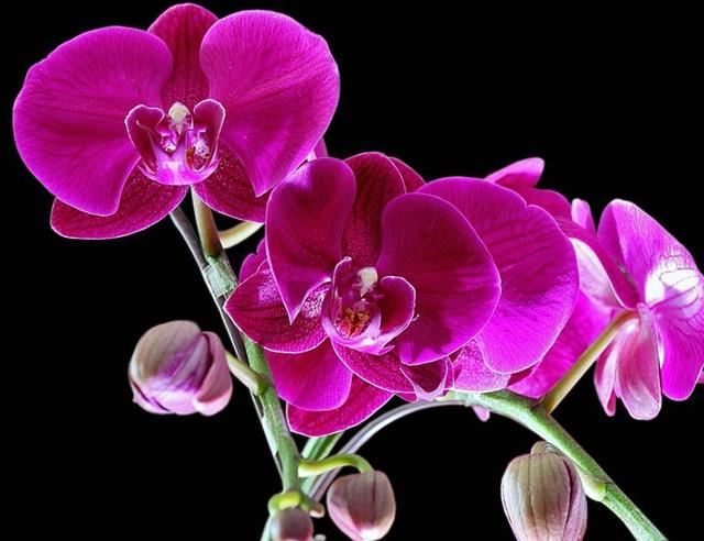 蝴蝶兰只开一季花？做好这几点，一年能开好几茬