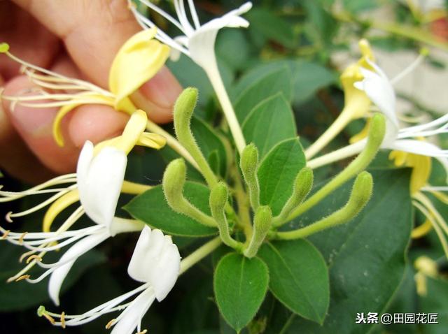 金银花，花量稀少，繁殖成活率低？掌握这些，轻松成活，花量爆盆
