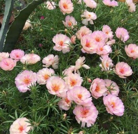 死不了的太阳花，春天别急着买枝条，容易冻死不开花