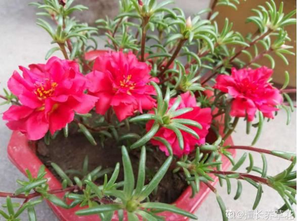 死不了的太阳花，春天别急着买枝条，容易冻死不开花