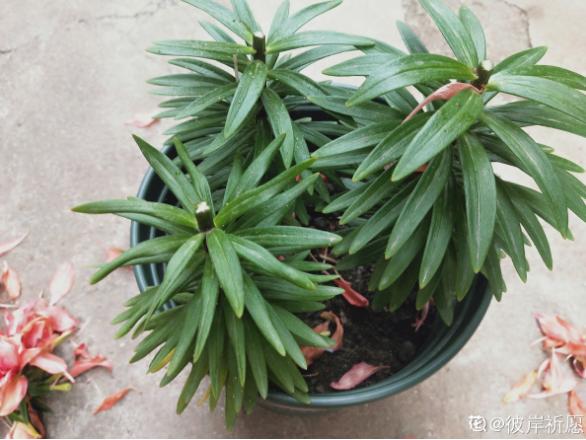 窗台种一丛百合，从种植到开花，只用了2个月时间！