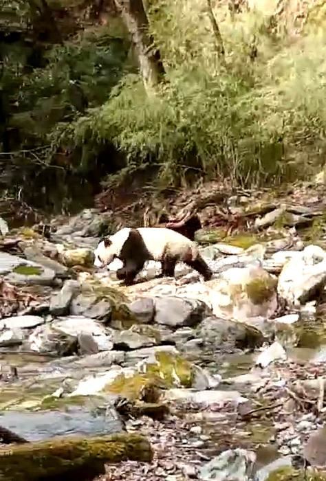 甘肃白水江保护区护林员再次“偶遇”野生大熊猫