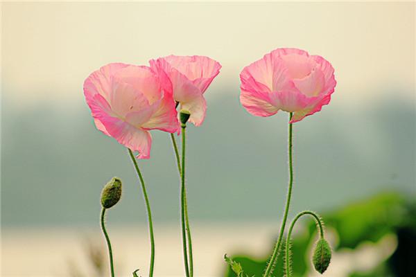 “虞姬血洒爱人花，花开更比杜鹃红”——虞美人的栽培养护要点