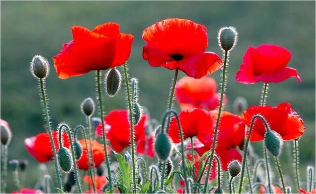 “虞姬血洒爱人花，花开更比杜鹃红”——虞美人的栽培养护要点