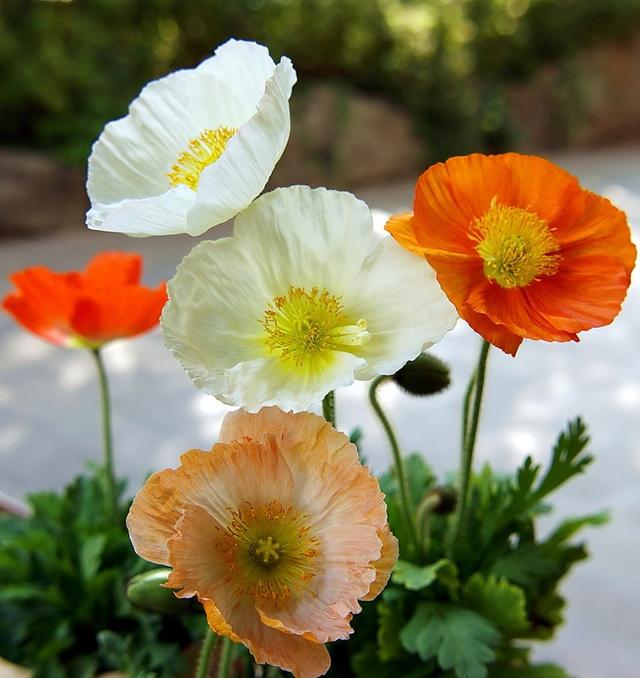 “虞姬血洒爱人花，花开更比杜鹃红”——虞美人的栽培养护要点